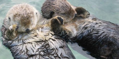 Two otters holding hands as they sleep.