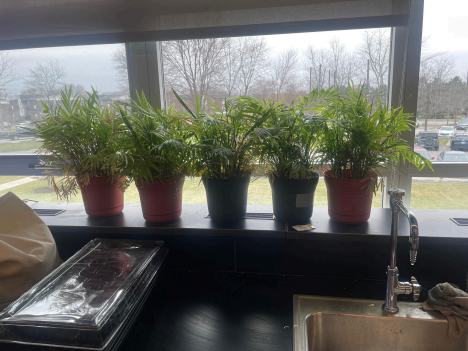 These potted plants are in the science wing, courtesy of the Green Team